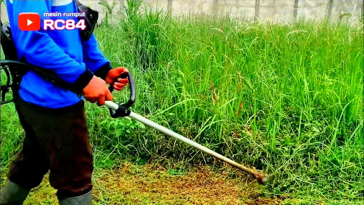 Rumput setebal ini biasanya tempat ular mencari makanan           mesin rumput 328 #rc84