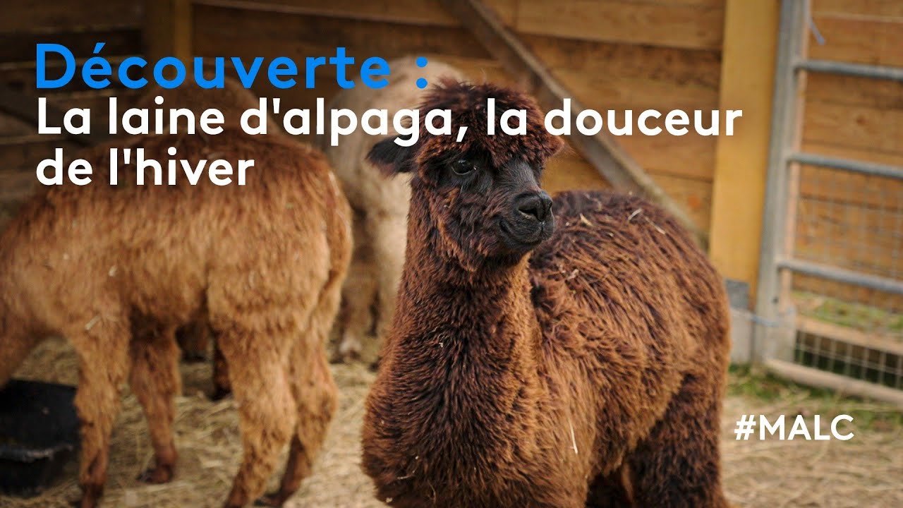 Découverte : la laine d'alpaga, la douceur de l'hiver