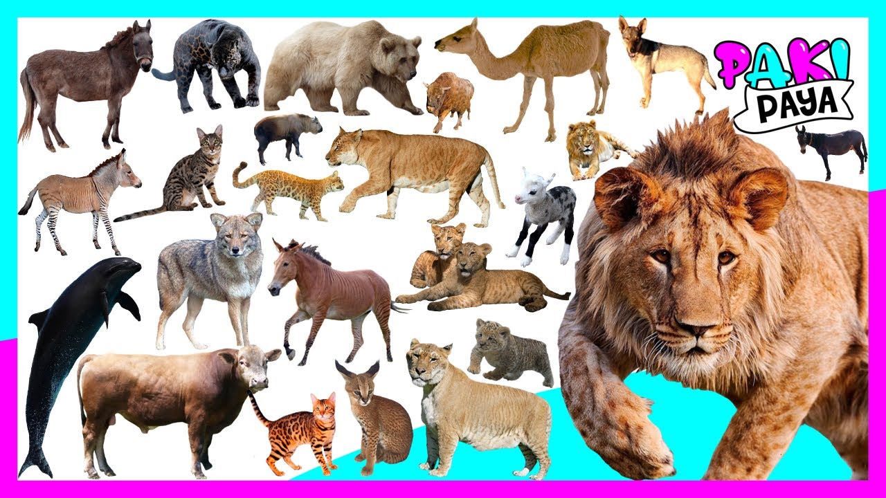 ¡LOS ANIMALES HÍBRIDOS MÁS RAROS DEL MUNDO! - Epic Hybrid Animals