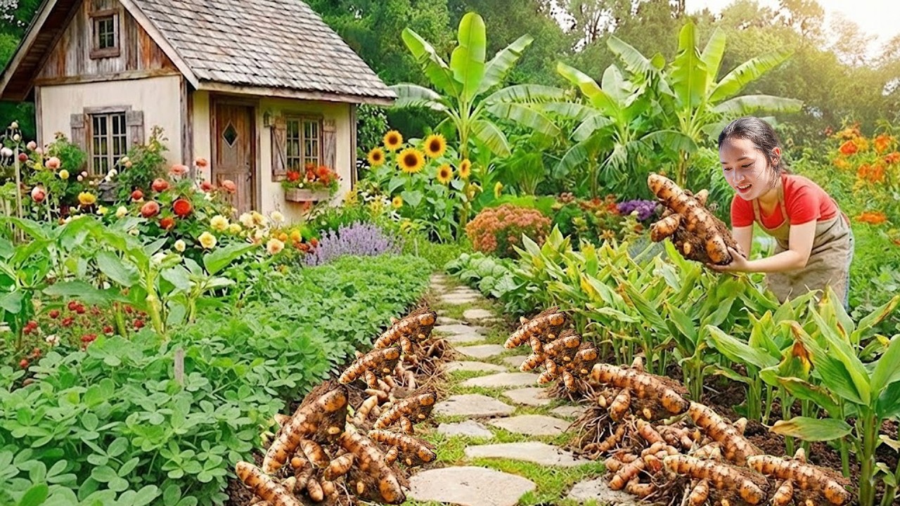 Harvesting 1000kg of turmeric in one day and taking it to the market to sell - Rural life