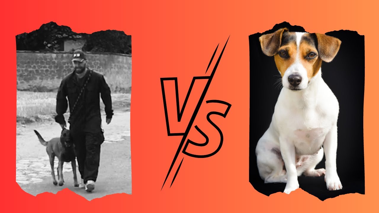 Jack Russel terrier VS @SAMITIDOG
