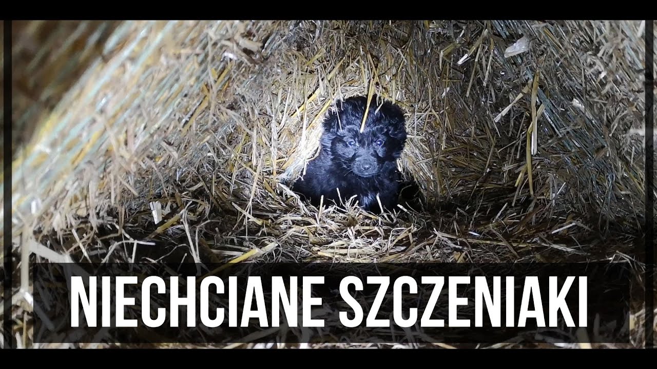 Niechciane szczeniaki