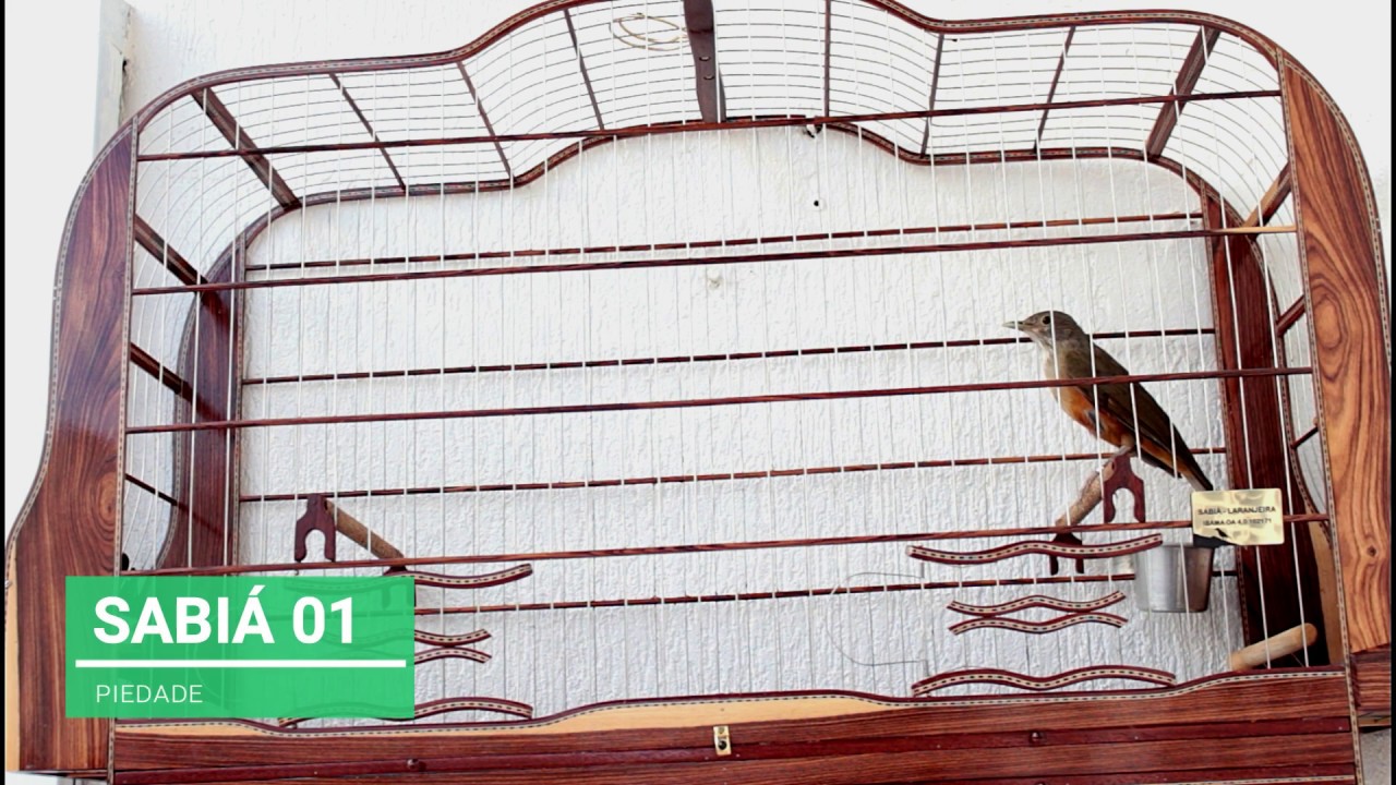 SABIÁ LARANJEIRA CANTANDO MUITO🐦