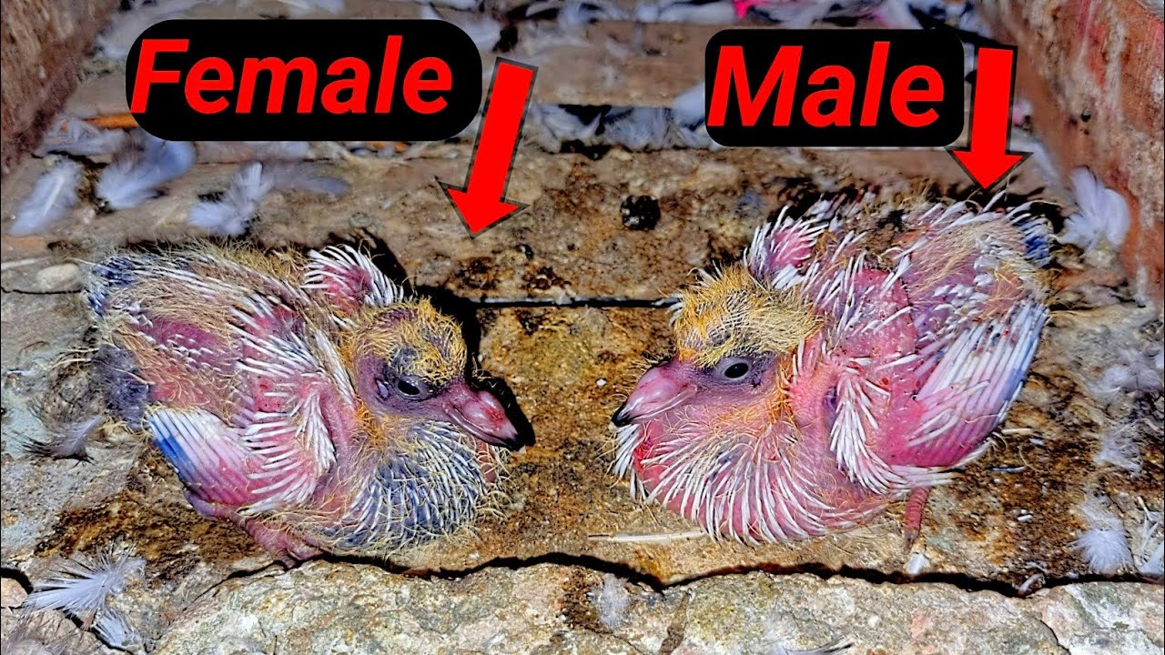 kabutar ke bacchon se Male aur female ki identity verifie kaise karen