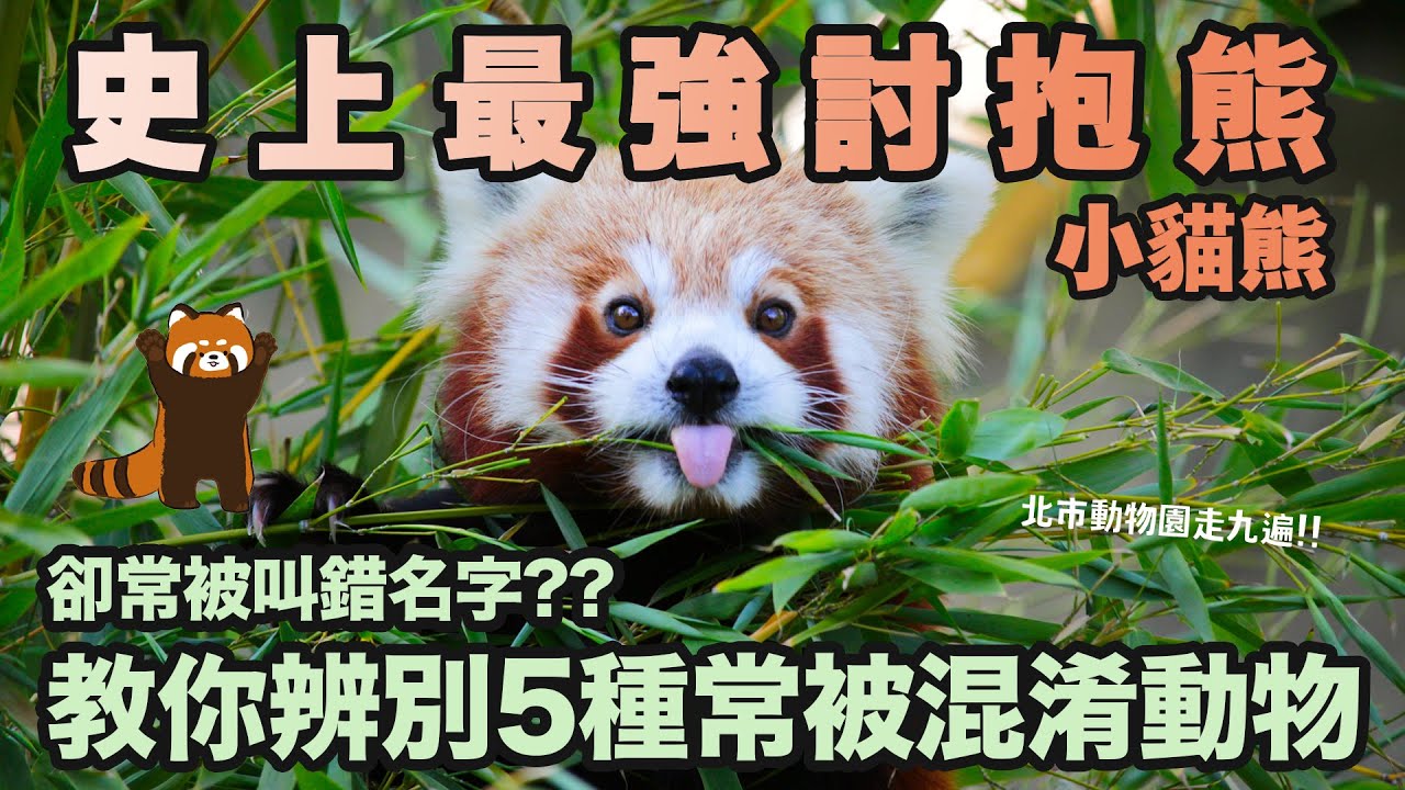 浣熊？小貓熊？傻傻分不清!!一起到北市動物園弄明白；口口愛愛「小貓熊家族」每隻都不錯過｜【黑貓時光機】－我的野蠻動物