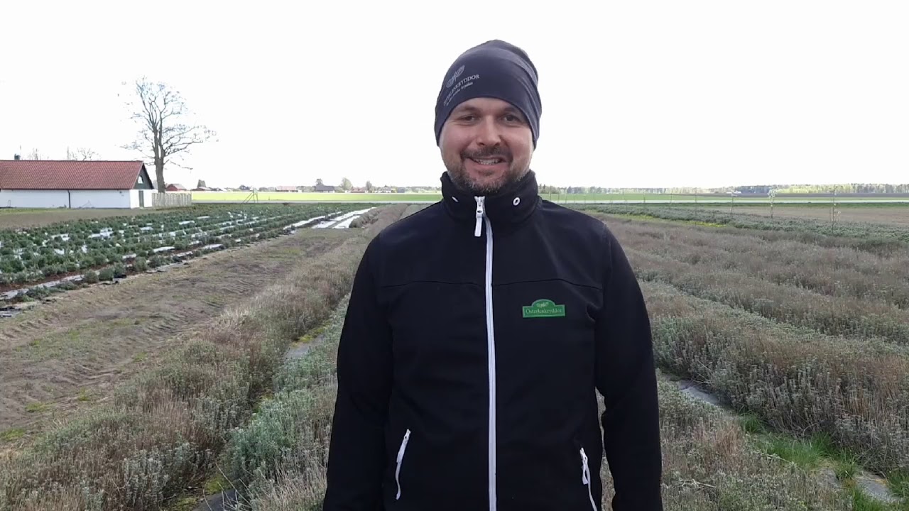 Lavendel på Österlenkryddor