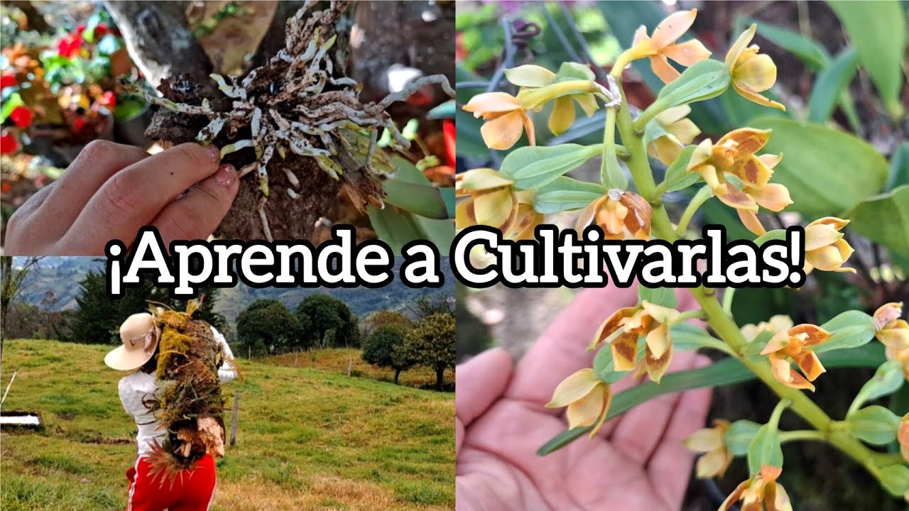 🌿 ORQUÍDEAS EN TRONCOS 🌿 El Método MÁS Natural y Hermoso 😍🔥