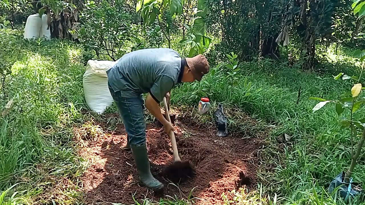 TUTORIAL MENANAM MANGGA MAHATIR DILAHAN