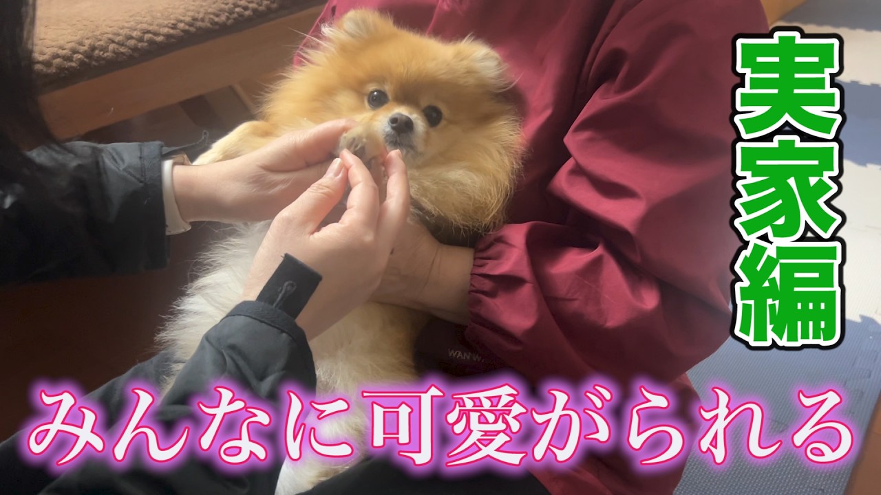 幸せいっぱいなポメラニアン