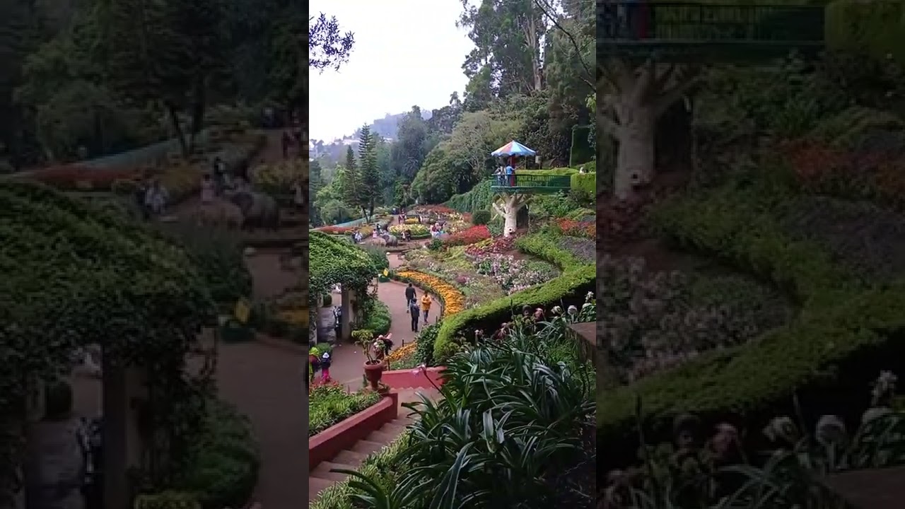 ooty botanical garden 124th flower show