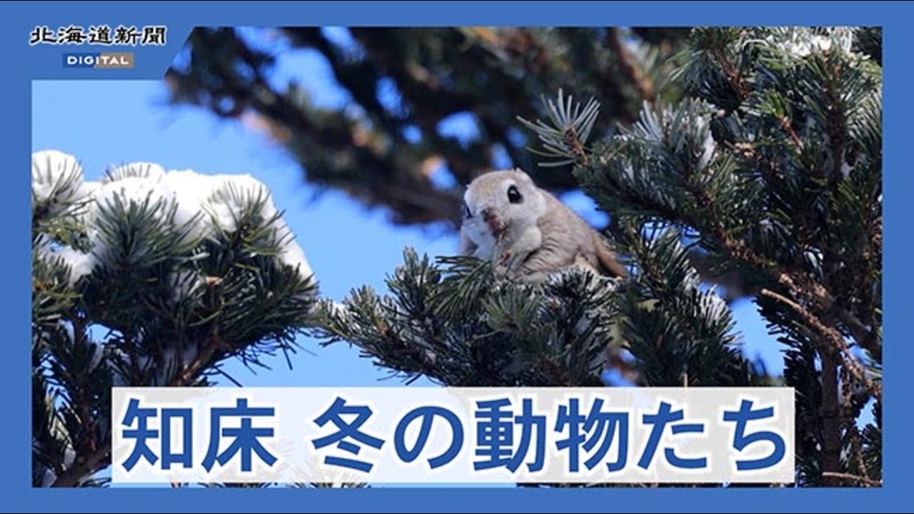 クマタカ・モモンガ・フクロウ　動物たちの冬＜知床リポート＞