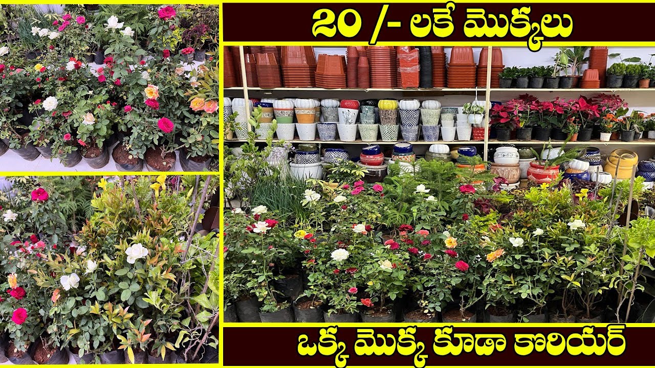 20 /- లకే మొక్కలు/ 365 రోజు వచ్చే మామిడి చెట్టు / బాల్కనీలో పండ్ల చెట్టు ఎక్కువ హైట్ లేకుండ / plants