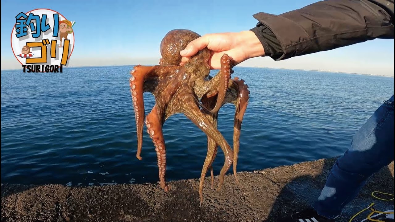 【木更津沖堤防】久しぶりのタコ釣りタマラン❗️🐙❗️ 【octopus fishing】