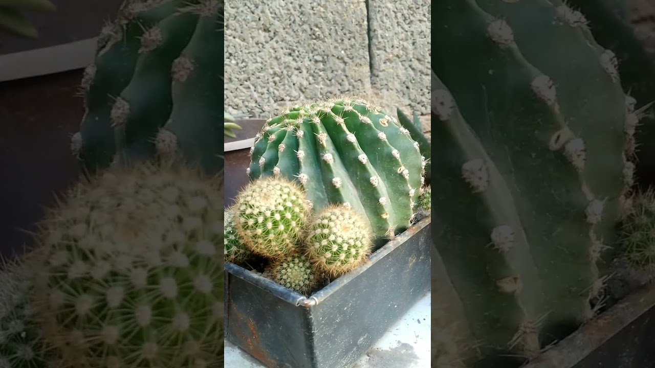 جولة في مشتلتي الصغيرة🥰🌱🌷☘️🌻