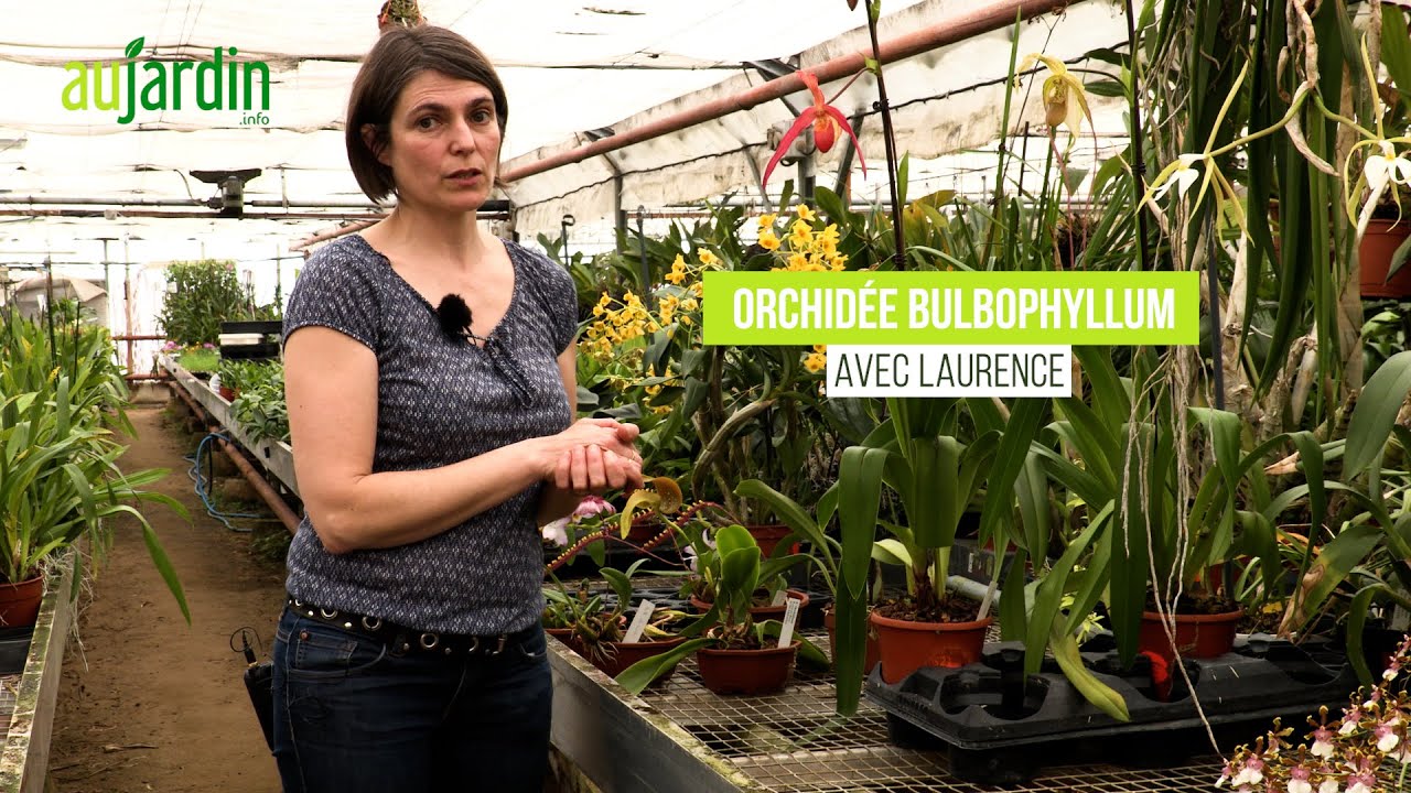 Le BULBOPHYLLUM, une ORCHIDEE au PARFUM SURPRENANT - CULTURE et ENTRETIEN