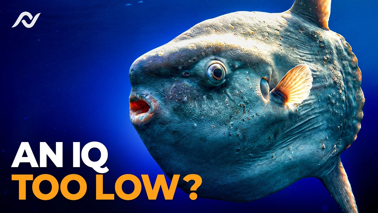 The Ridiculously Terrible Lives of Sunfish