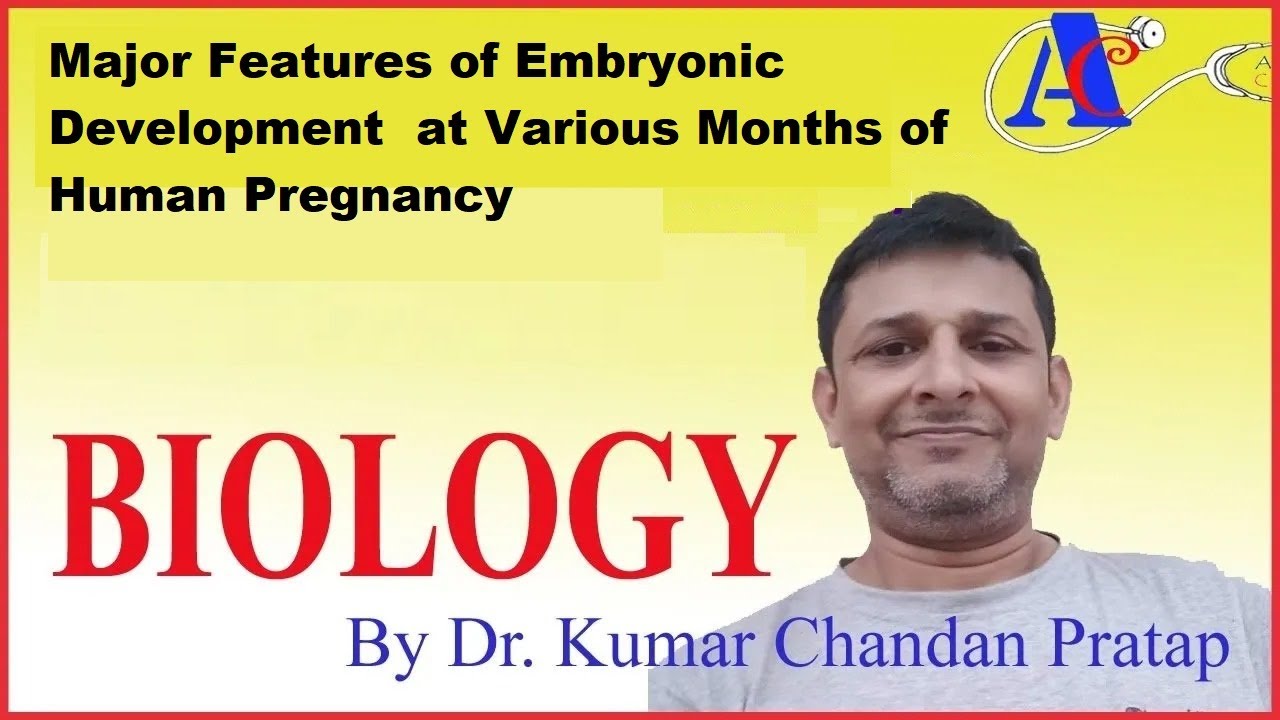 Major Features of embryonic Development  at Various Months of Human Pregnancy