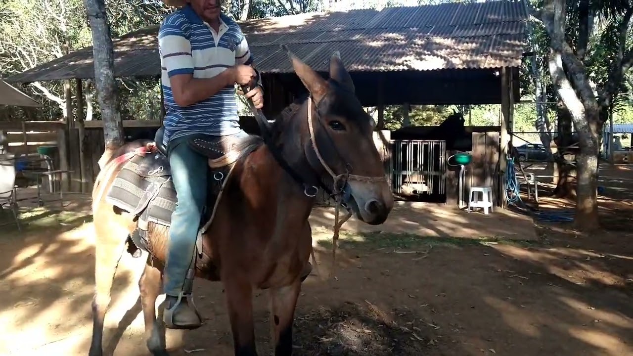 MULA PROMOTORA DEPOIS DE UM MÊS DE DOMA. VEJA A EVOLUÇÃO DELA