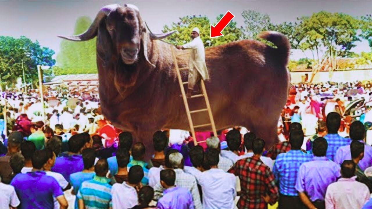 80 கோடி மதிப்புள்ள உலகை அதிர வைத்த மிகப்பெரிய ஆடு 2025/10 Most Biggest goats in the world In Tamil