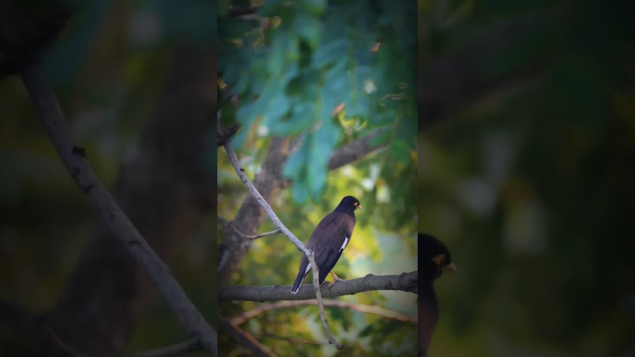 #birds #birdsphotography #birdsplanet #birdsounds #birdslover #wildlife #wild #animals #reels #india