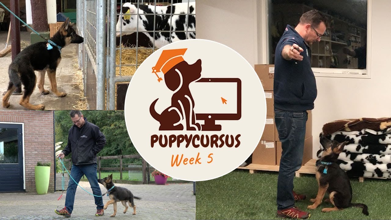Online puppycursus week 5 - trekken afleren - begin basis training