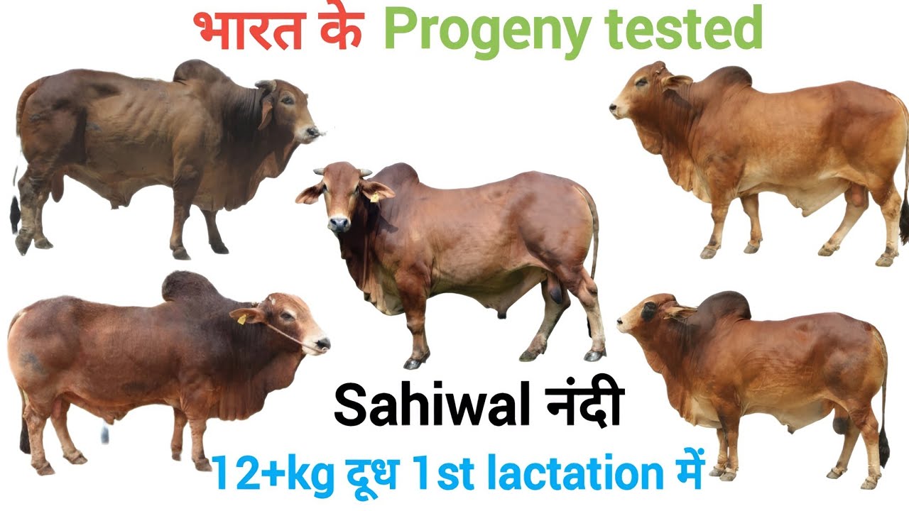 भारत के progeny tested bull ✅ | sahiwal cow latest video | sahiwal bull result 👍| साहीवाल नस्ल