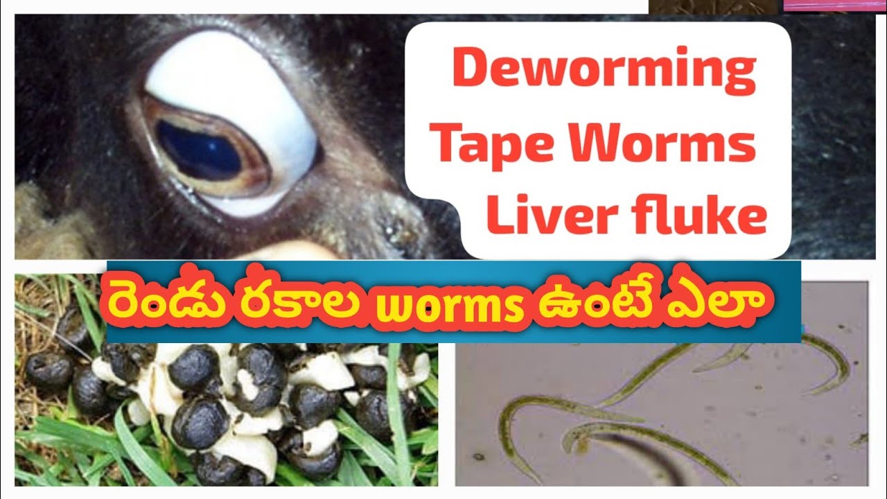Sheep & Goat Farming: రెండు రకాల worms ఉంటే ఎలా