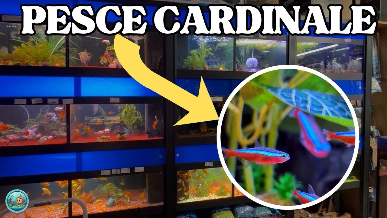 Il Pesce Cardinale: Il Gioiello dell’Amazzonia
