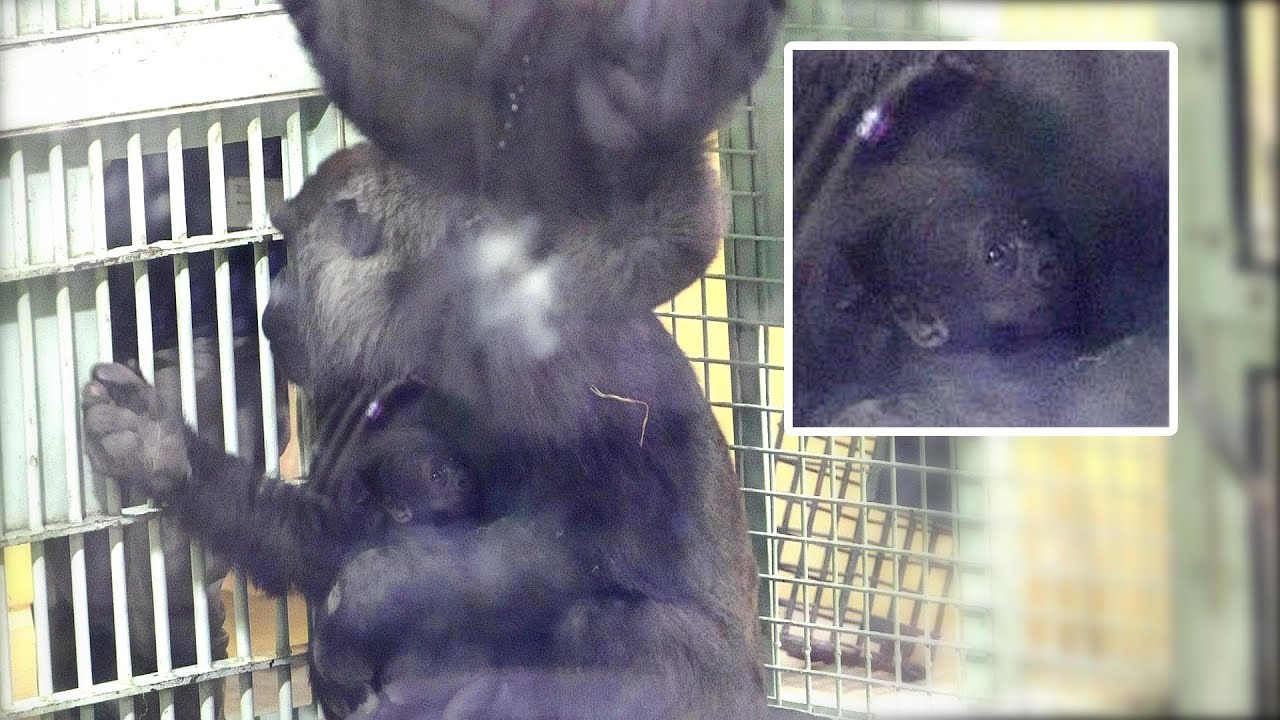 逆さ吊りになる兄キンタロウを見ていた赤ちゃんゴリラ｜京都市動物園｜撮影日2026.1.6｜【きょうのゴリラ】