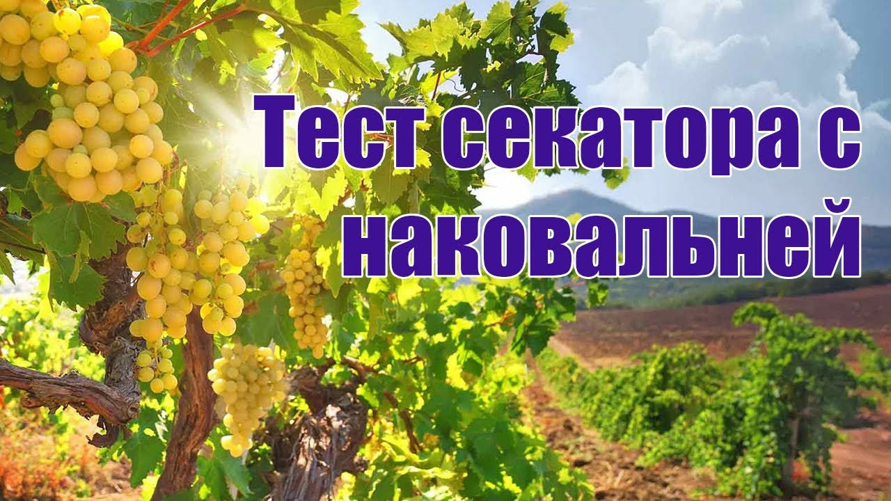 Тест секатора с наковальней