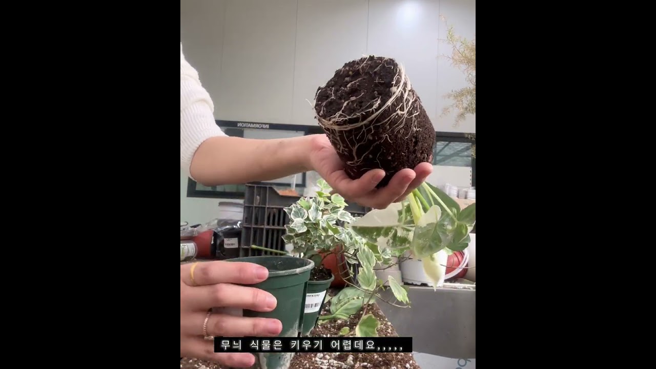 일상vlogㅣ봄이니까🪴 식물구매 🌱분갈이