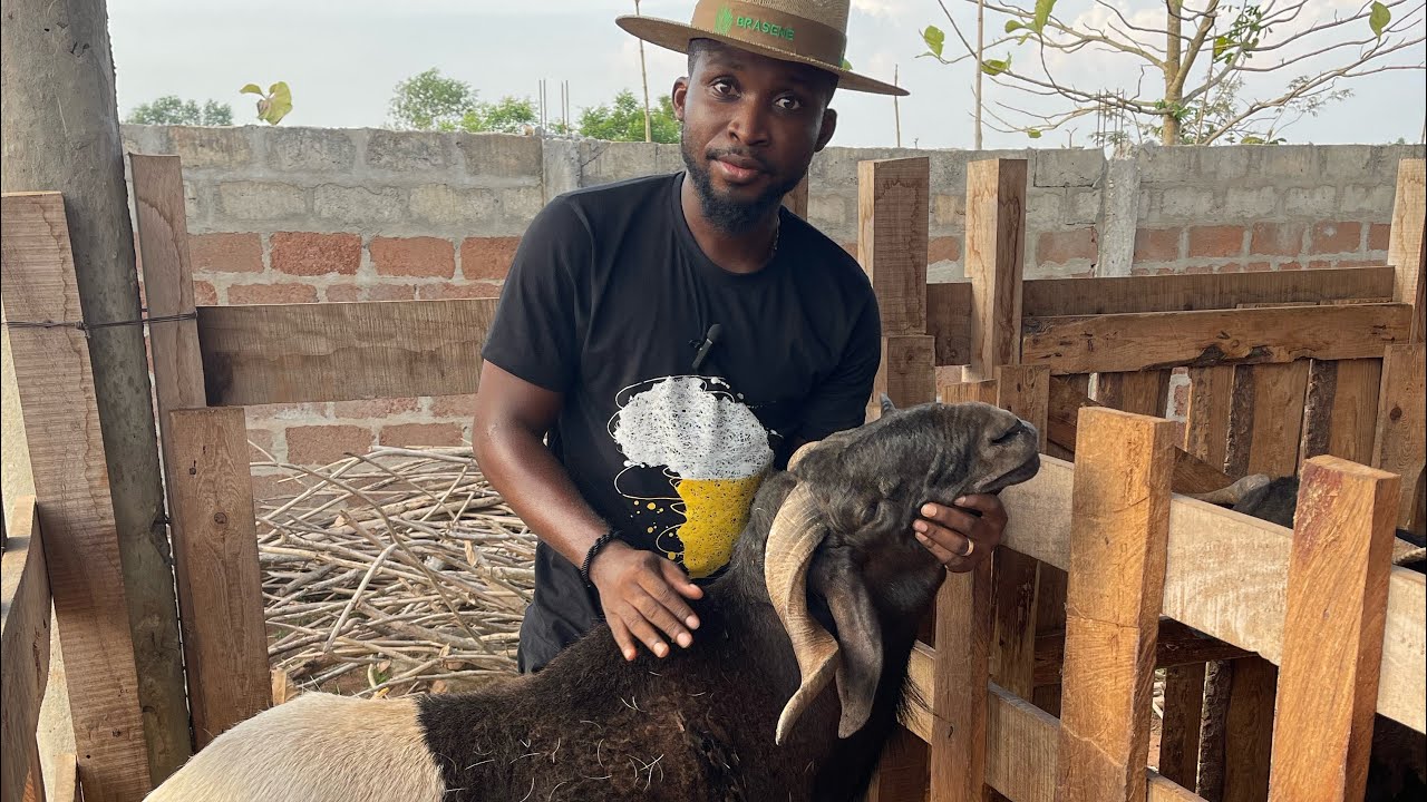 🚨Élevage de moutons Bénin 🇧🇯 : comment faire de l’embouche ovine un business très rentable.