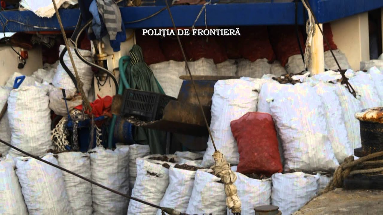 Aproximativ 18 tone de rapana confiscate de politistii de frontiera din cadrul Garzii de Coasta