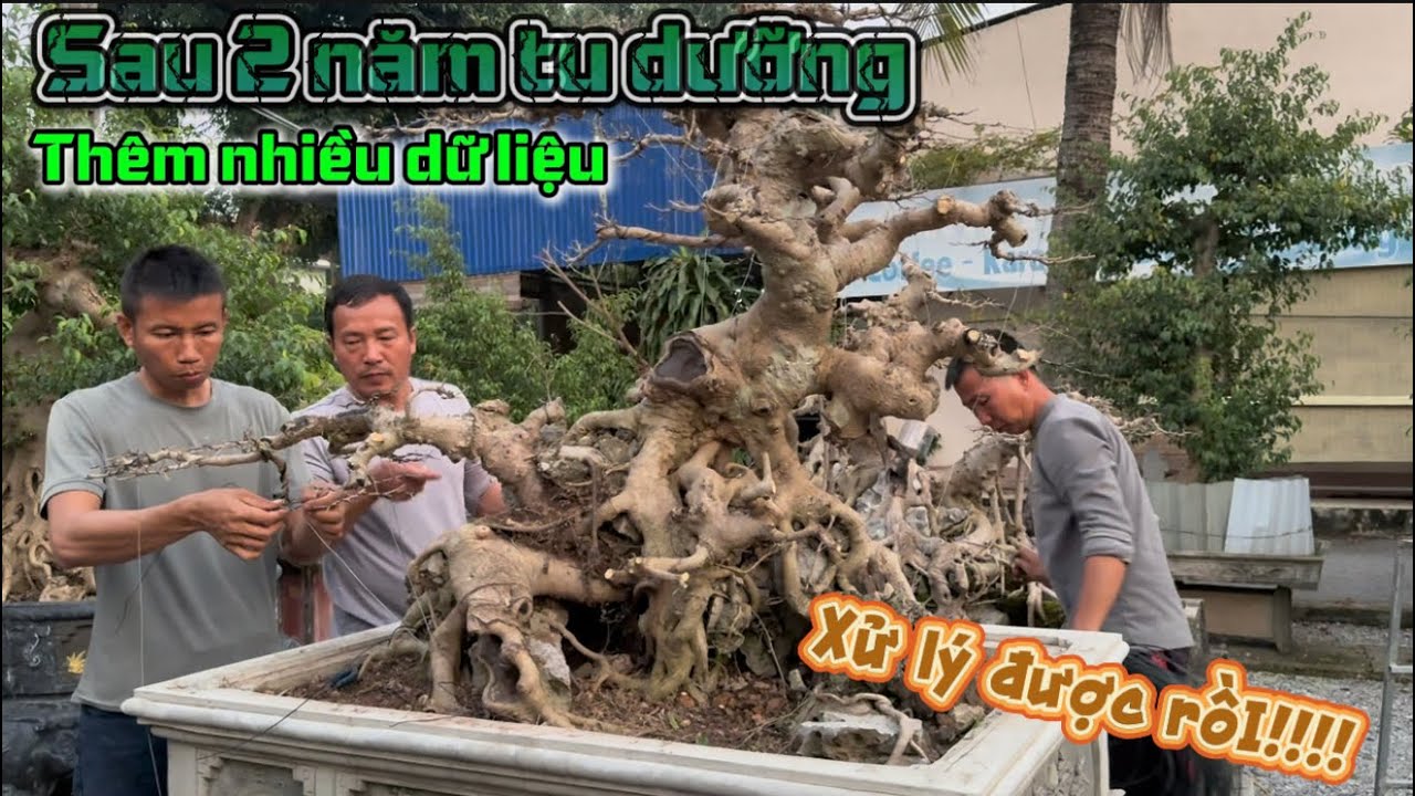 Cây Bonsai Sau 2 Năm Nuôi – Tay Cành Phát Triển Rõ Nét, Điểm Diễn Nổi Bật Khi Trở Lại