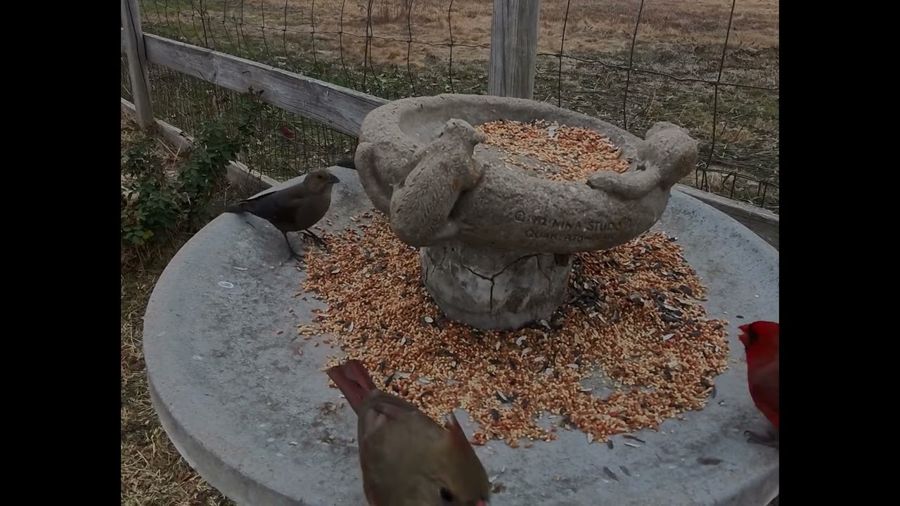 Birds Preparing for Cold days