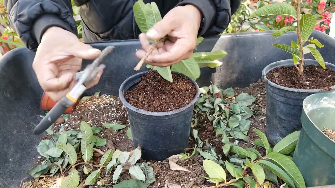 Aprenda a reproducir. arbolitos de guayavo por esquejes, con Chuyin.