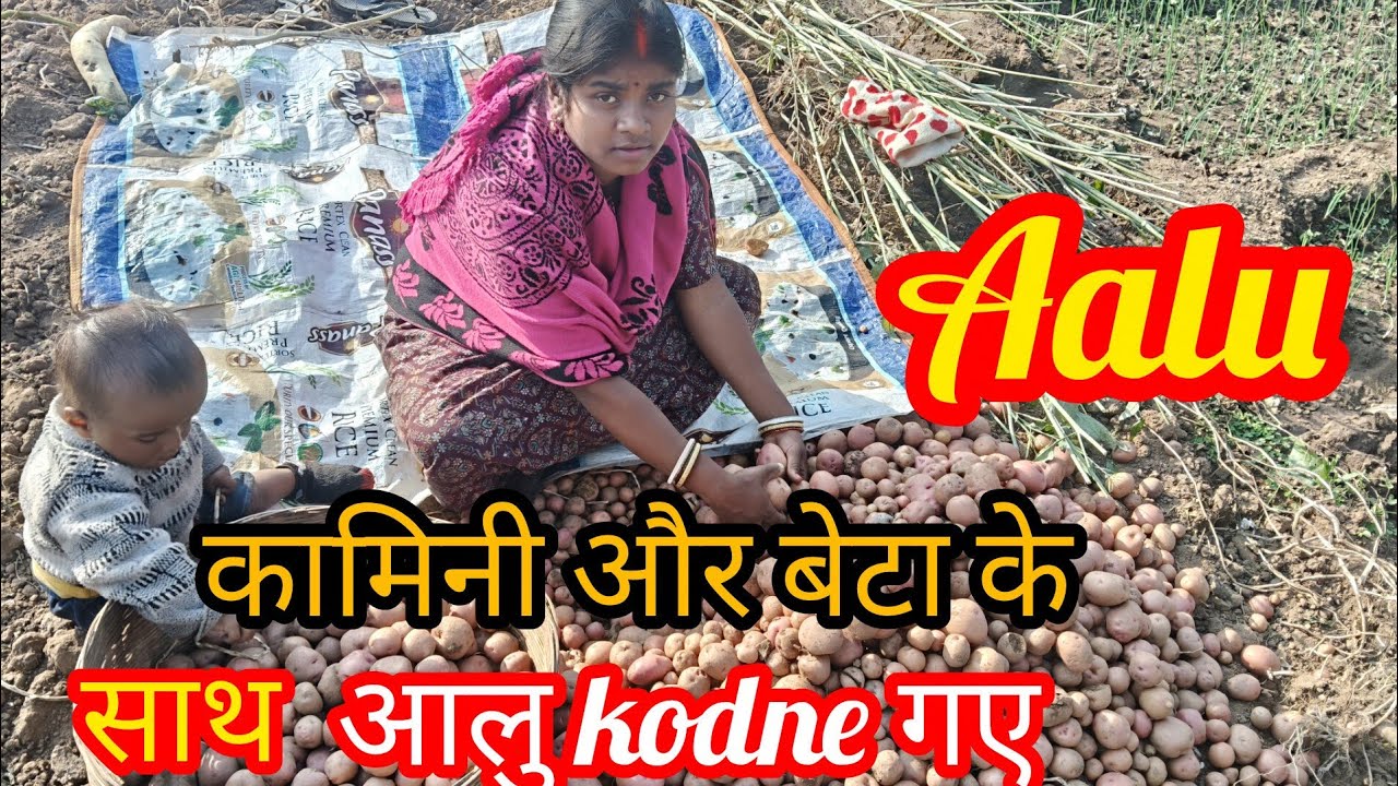 कामिनी यार बेटा के साथ आलू खोदने गए ।