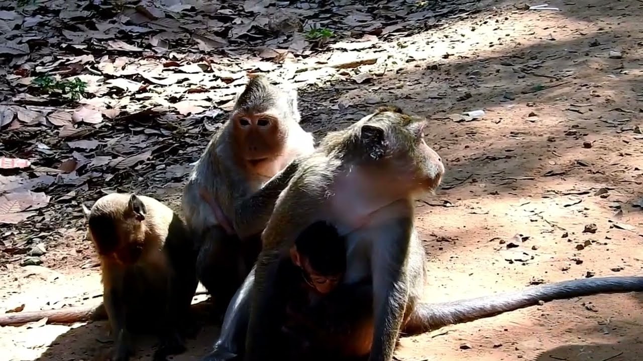 Tiny Miracles: Newborn Baby Monkeys Held Safely in Their Mother’s Love