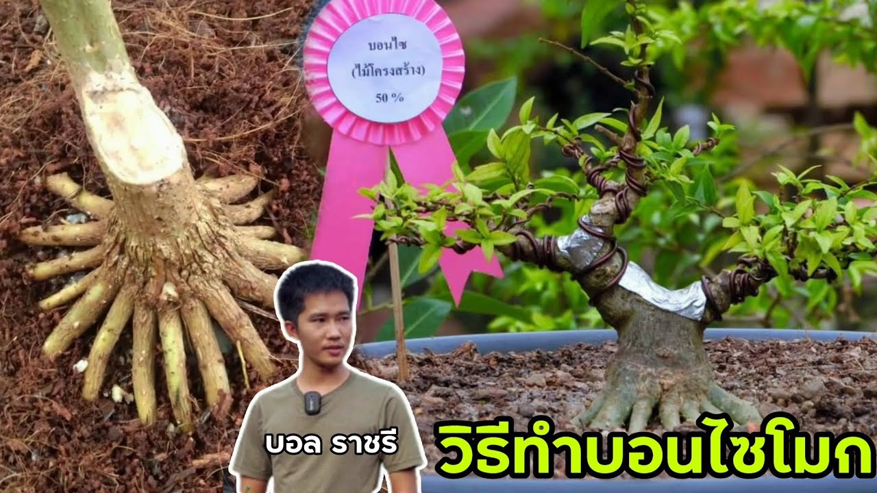 วิธีทำบอนไซโมก โดย บอลราชรี