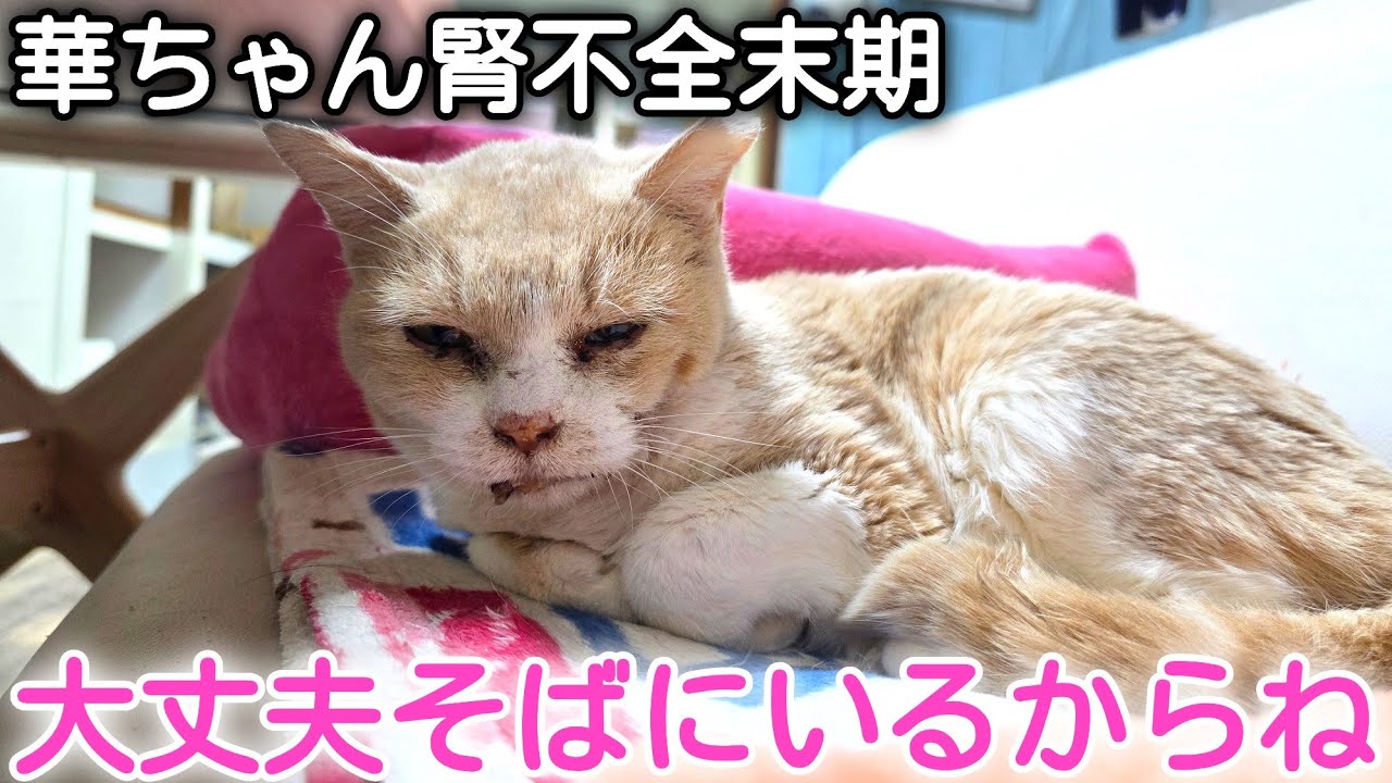 【腎不全】姫島から保護した華ちゃん　がんばる華ちゃんを見守っていきます