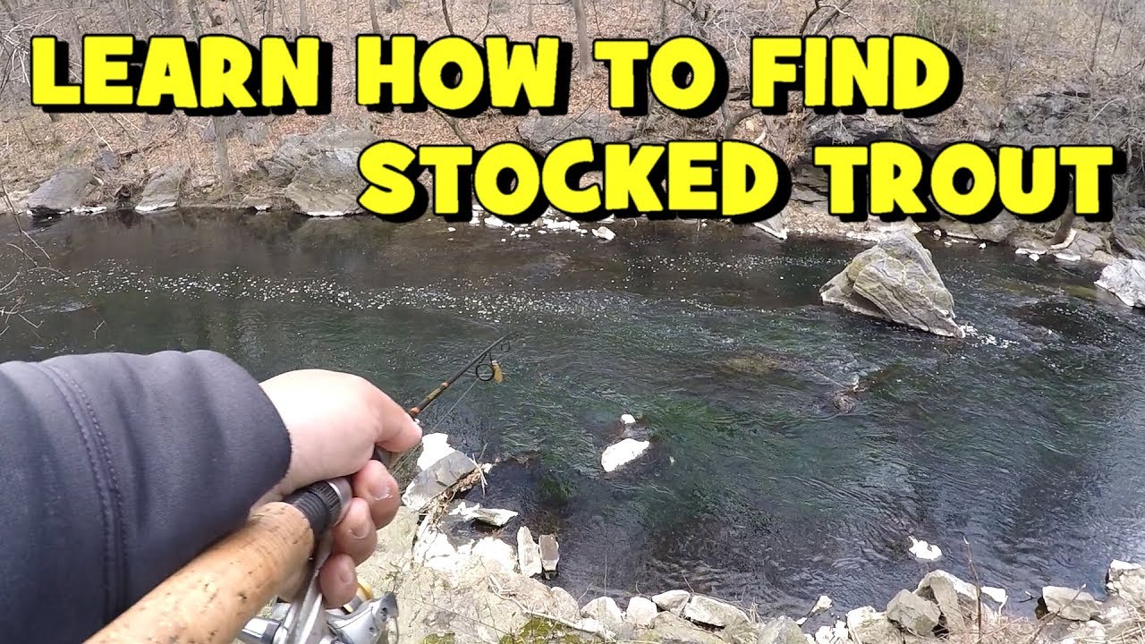 HOW TO: FIND STOCKED TROUT in YOUR LOCAL WATERSHEDS (Philadelphia, PA)