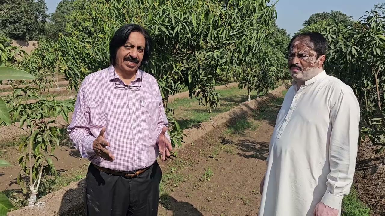 Mango Growers Changing Their Mind: The Shift Towards Mango STS Adoption