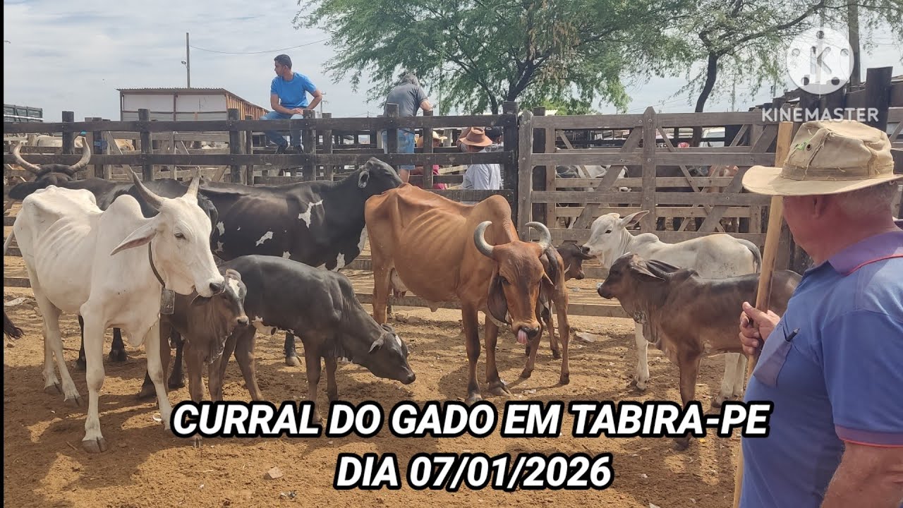 Feira de Tabira-PE / Pesquisa no Curral do Gado dia 07/01/2026