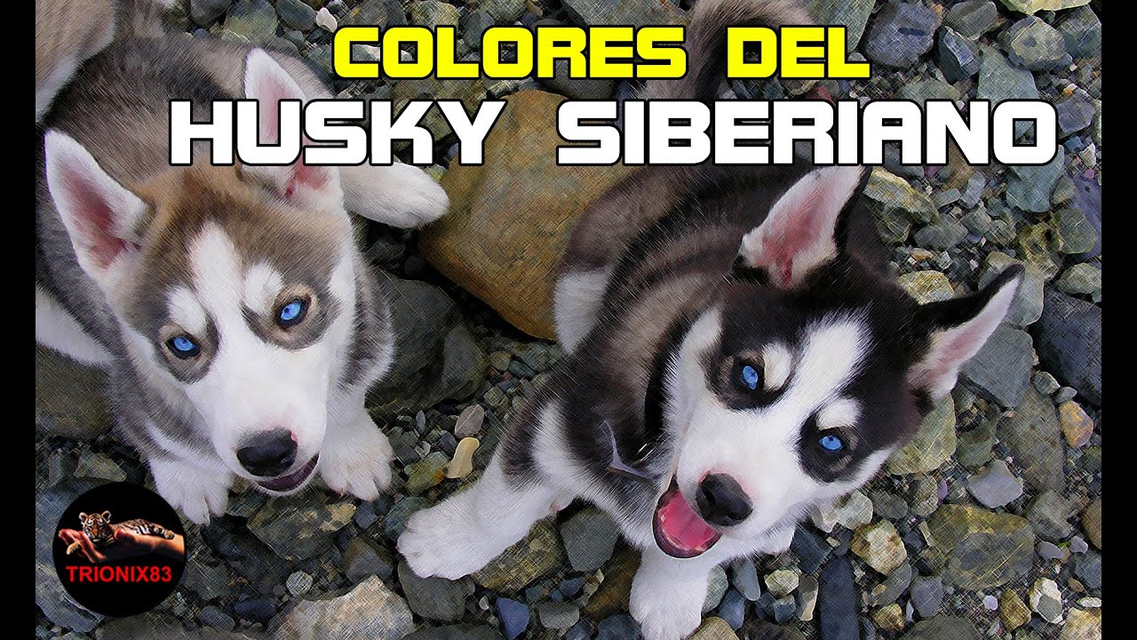 COLORES DEL HUSKY SIBERIANO