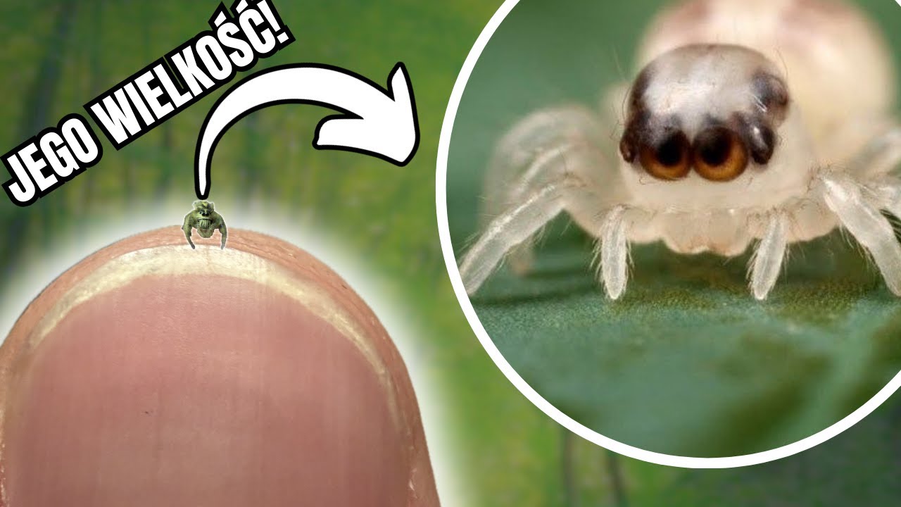 MNIEJSZY niż ZIARNO PIASKU! 🤯| Rekordowe pająki!