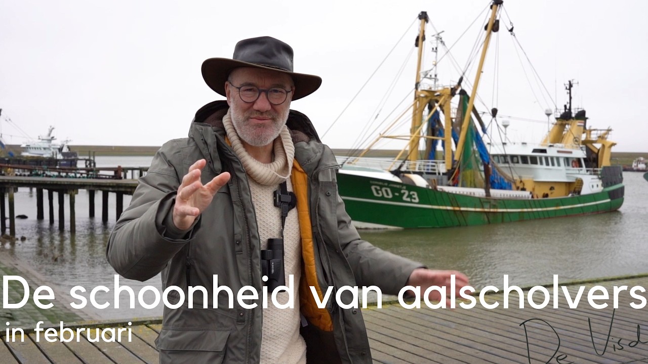 De schoonheid van aalscholvers in februari #1732