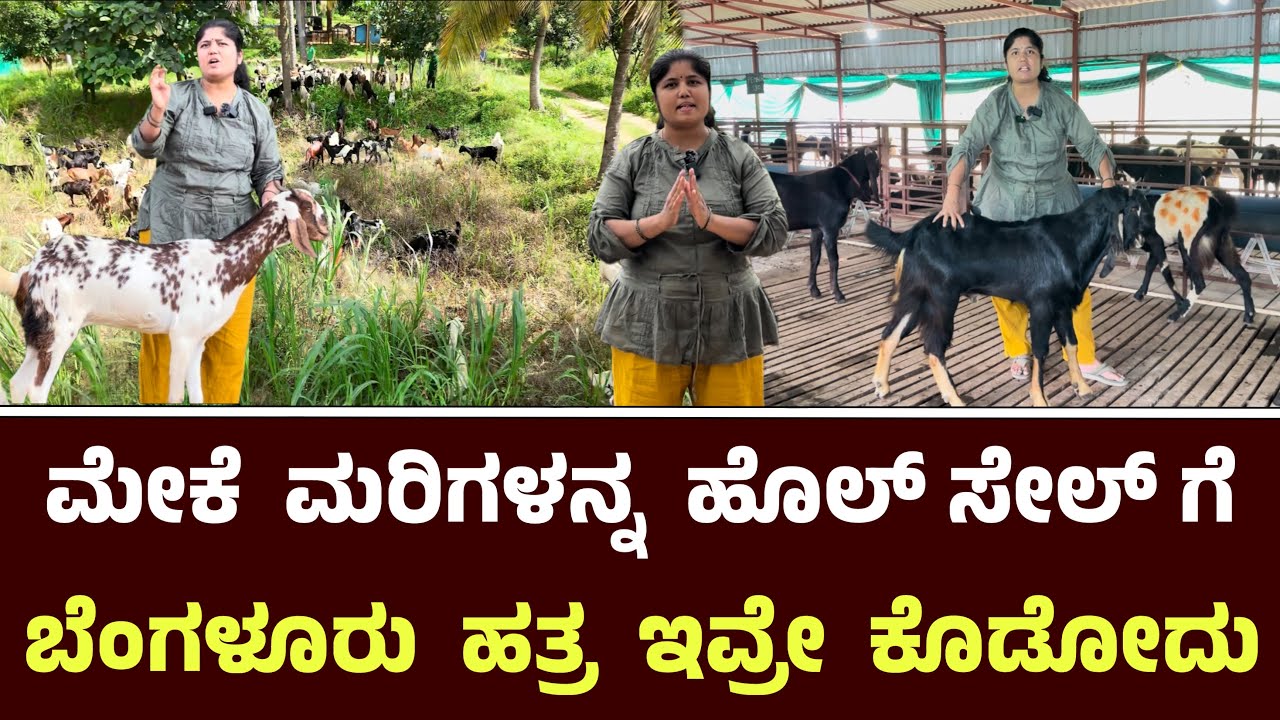 ಮೇಕೆ ಮರಿಗಳನ್ನ ಹೊಲ್ ಸೇಲ್ ಗೆ ಬೆಂಗಳೂರು ಹತ್ರ ಇವ್ರೇ ಕೊಡೋದು || Vistara Goat Farm Tavarekere Bangalore 