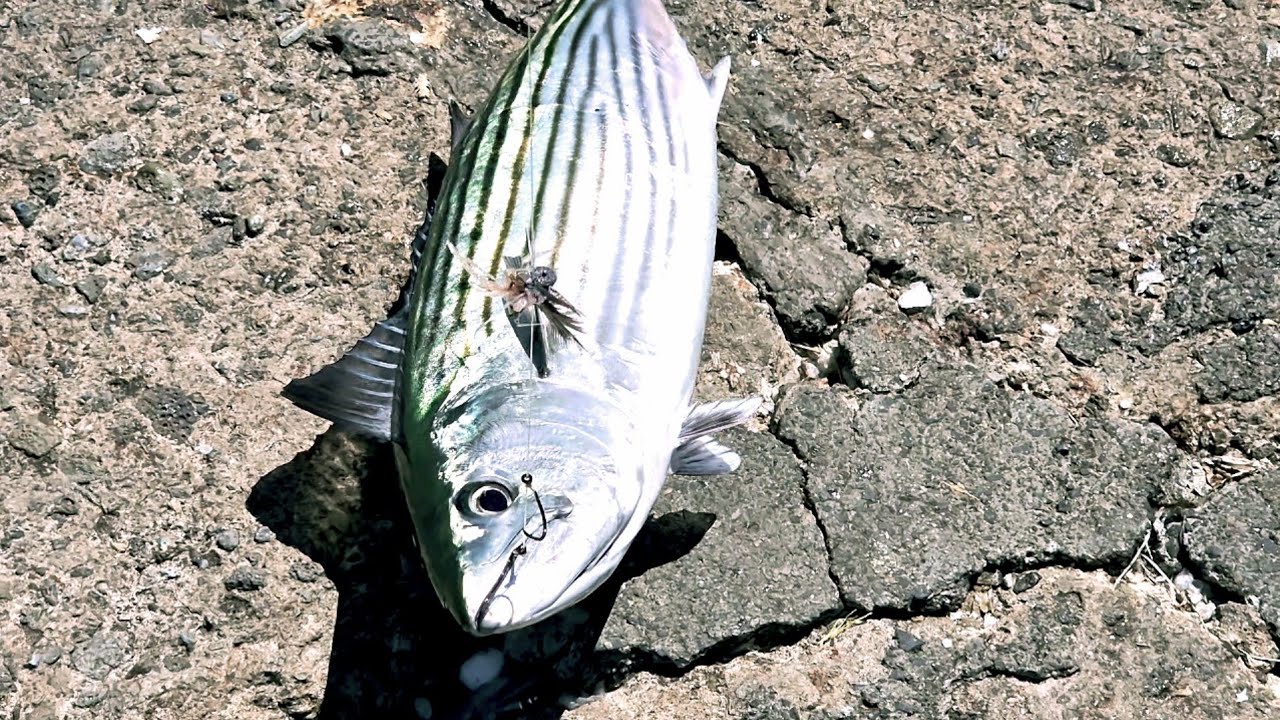 BONITO FISHING USING PILLIES...  NSW###@kidmarino