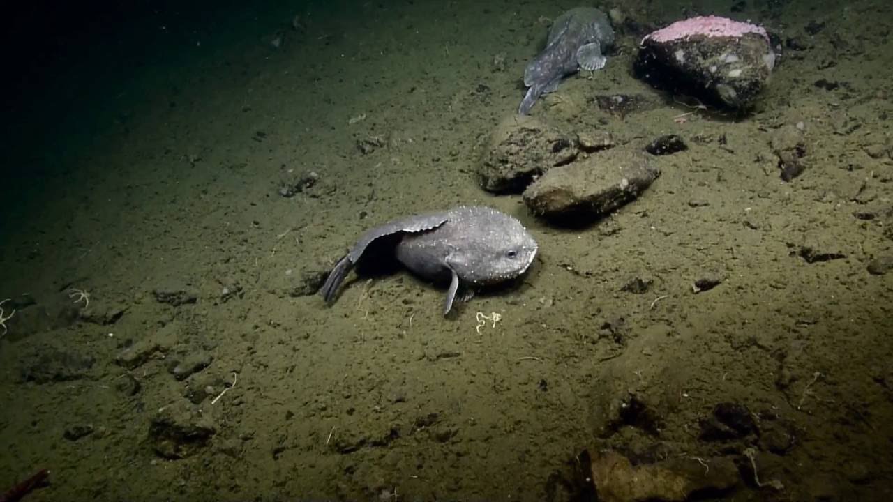 Blob Sculpin Sightings | Nautilus Live
