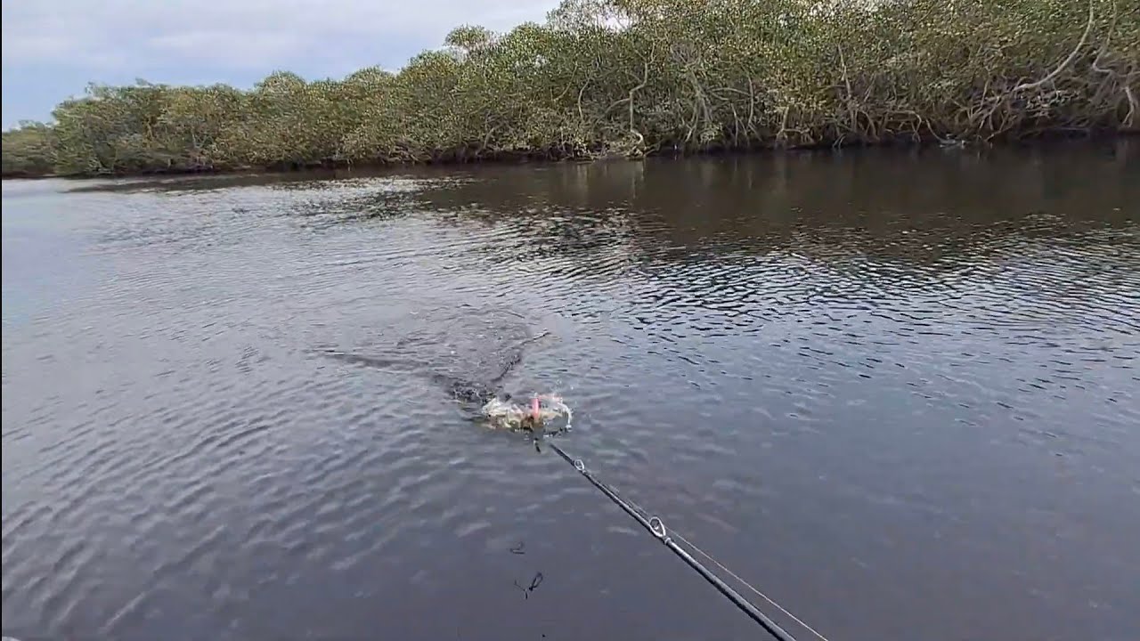 Pescaria de robalos no rio Acaraí, São Francisco do Sul, canal Pesca do Robalo 🎣🐟